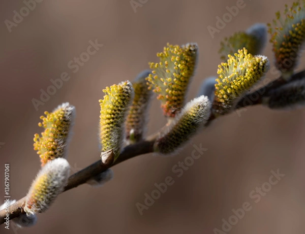 Fototapeta closeup of willow catkins in spring