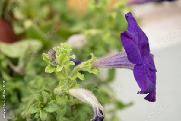 Fototapeta A close-up of a purple petunia flower in full bloom, its petals and trumpet-like shape. The background green foliage and budding flowers.