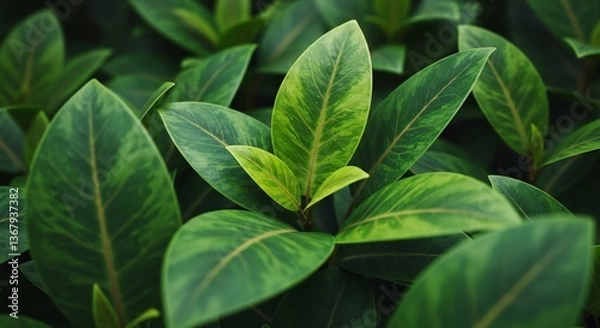 Fototapeta 深緑と黄緑 鮮やか葉脈 熱帯植物 密生 美しいコントラスト