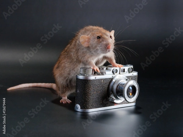 Obraz Dumbo breed rat