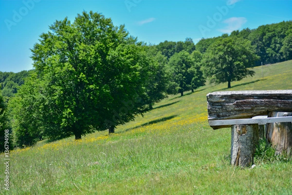 Obraz Transylvania Summer Tree Landscape 