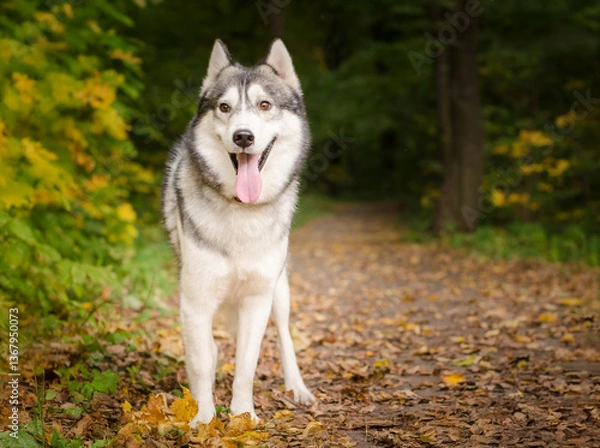 Fototapeta Siberian husky stands on leaf-covered path amidst autumn forest. Vibrant yellow and green foliage surrounds. Bright lighting highlights dogs coat, creating serene, natural setting