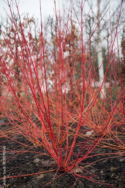 Fototapeta Cornus sanguinea