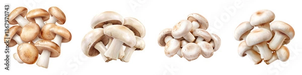 Fototapeta An assortment of fresh organic white mushrooms arranged in different clusters on a plain white studio background
