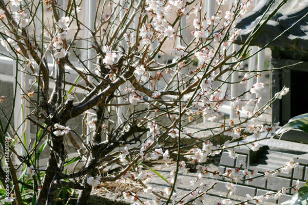 Obraz 梅の花と社