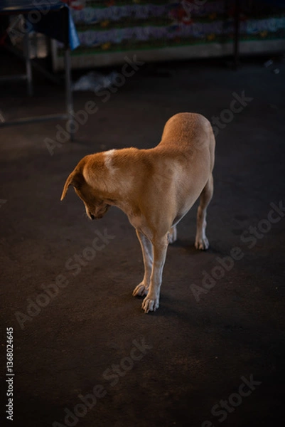 Obraz a dog with golden furr