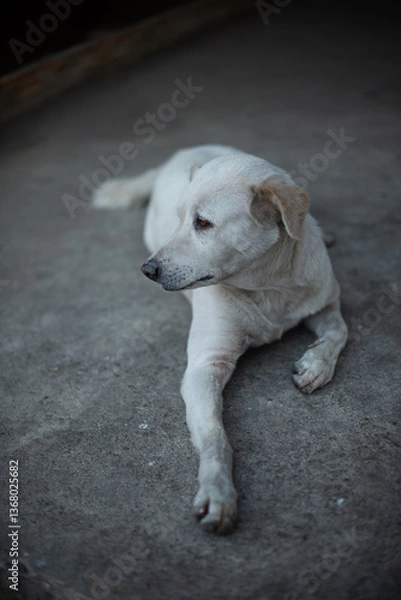Obraz white retriever puppy
