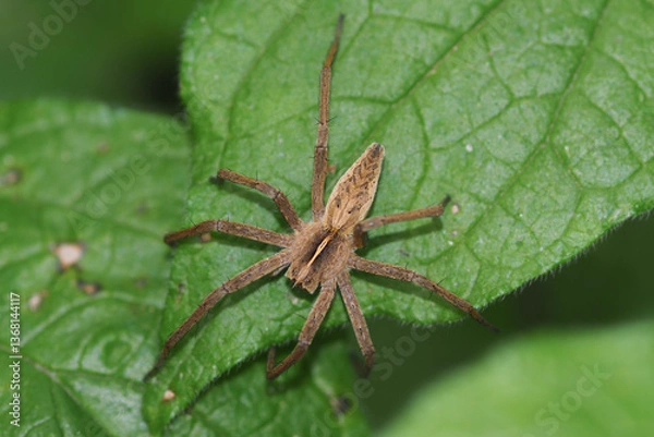 Obraz Ragno Pisaura Mirabilis in primo piano