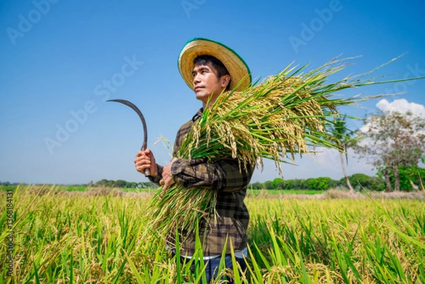 Obraz Harvesting rice in lush fields rural area agricultural scene bright day close-up view farming tradition