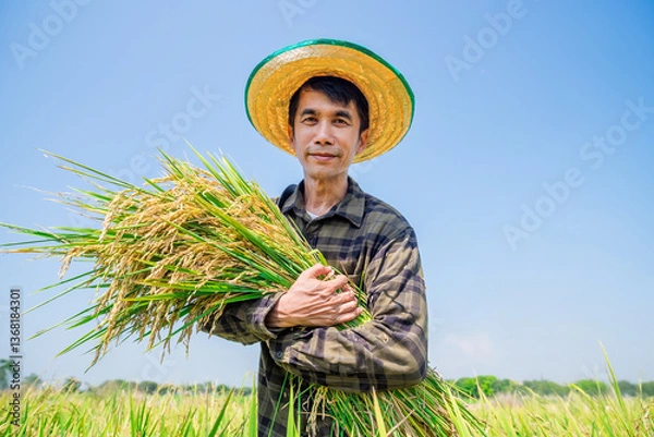Fototapeta Harvesting rice by a farmer in a rural field agriculture bright day natural setting portrait view