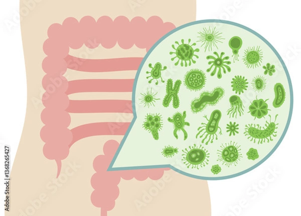 Fototapeta A vector illustration of various cute and friendly bacteria inside the human intestine, representing the gut microbiome