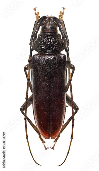 Fototapeta Long horned beetle, Duke beetle (Cerambyx dux) is a major pest of stone-fruit tree orchards, isolated on a white background
