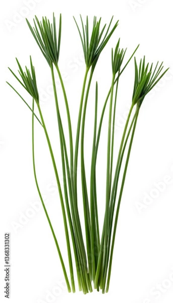Fototapeta Single Chive Leaves: Slender Green Stems on Transparent Background