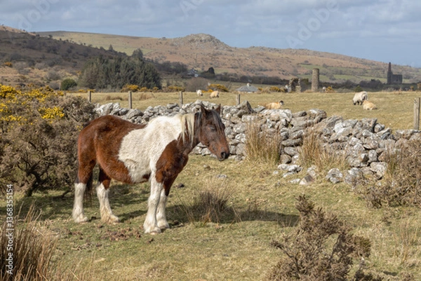 Obraz Ponies on Bodmin  Moor 