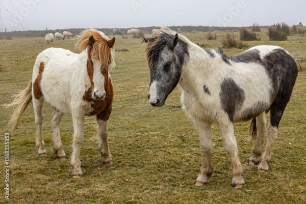 Obraz Ponies on Bodmin  Moor 