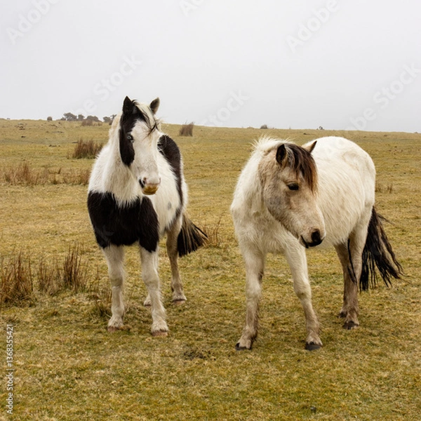 Obraz Ponies on Bodmin  Moor 