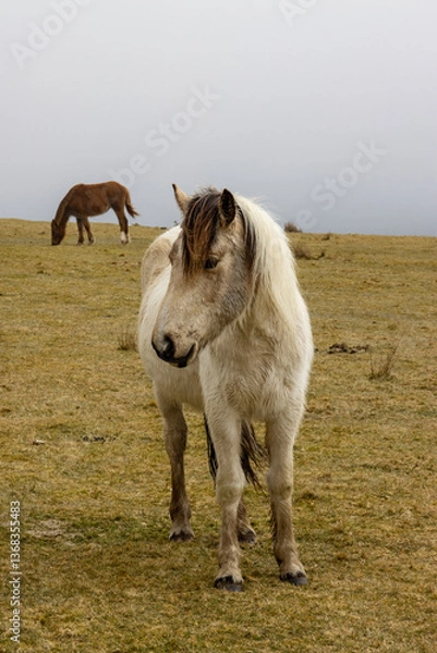 Obraz Ponies on Bodmin  Moor 