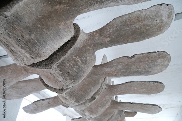 Obraz Big grey skeleton of big blue whale. Whale spine. Real whale bones. Balaenoptera