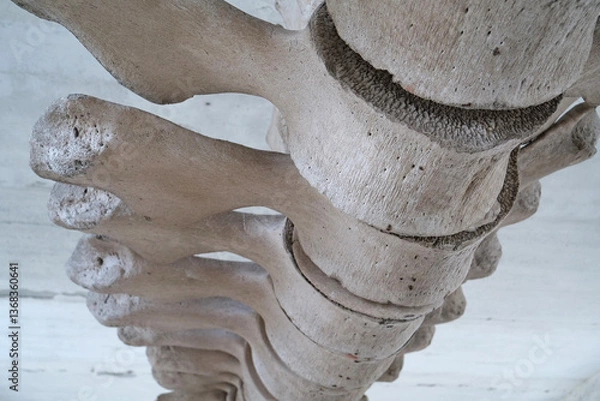 Obraz Big grey skeleton of big blue whale. Whale spine. Real whale bones. Balaenoptera