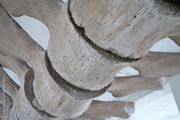 Obraz Big grey skeleton of big blue whale. Whale spine. Real whale bones. Balaenoptera
