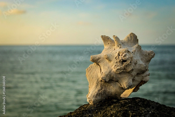Fototapeta a large, textured seashell positioned on a dark, rocky surface with ocean in the background. tropical vacation scene.