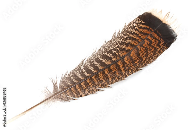 Obraz Feather of turkey isolated on a white background