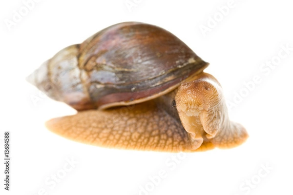 Fototapeta snail