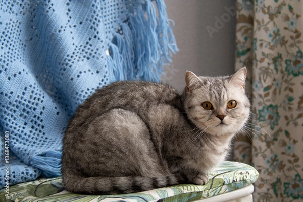 Fototapeta A beautiful gray British cat with amber eyes sits on a chair with a blue shawl and looks into the lens