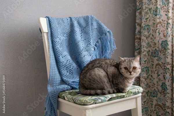 Fototapeta A beautiful gray British cat with amber eyes sits on a chair with a blue shawl and looks into the lens