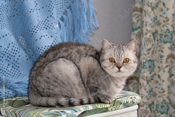 Fototapeta A beautiful gray British cat sits on a chair and looks into the lens against the background of a blue shawl on the back of the chair