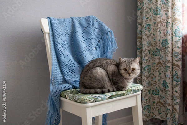 Fototapeta A beautiful gray British cat with amber eyes sits on a chair with a blue shawl hanging on the back of the chair and looks into the lens