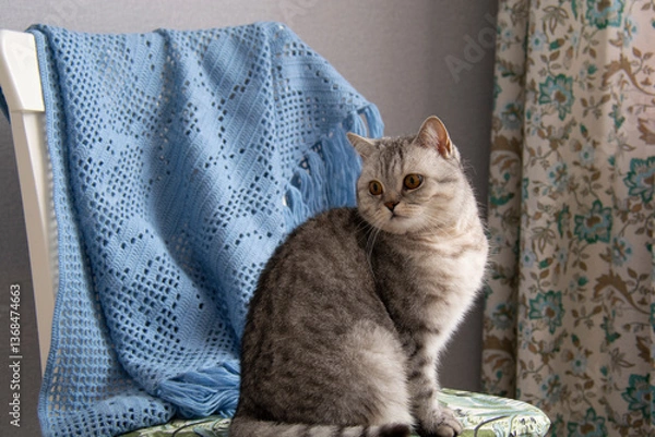 Fototapeta A beautiful gray British cat sits on a chair and looks to the left against the background of a blue shawl on the back of the chair