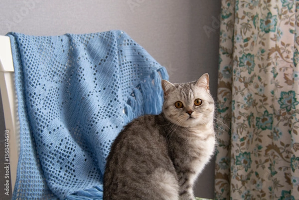Fototapeta A beautiful gray British cat sits on a chair with a blue shawl hanging on the back