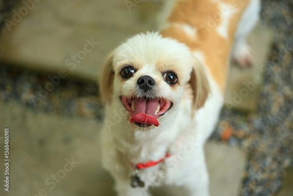 Fototapeta A handsome shih tzu dog is acting curious in the garden, getting groomed.