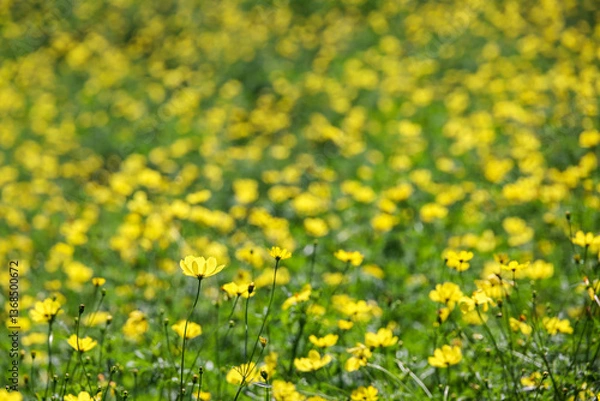 Fototapeta キバナコスモスが一面に咲き誇る花畑