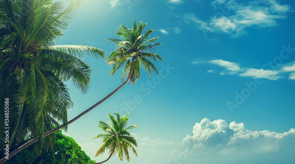 Obraz Palm tree at blue sky with clouds at daytime