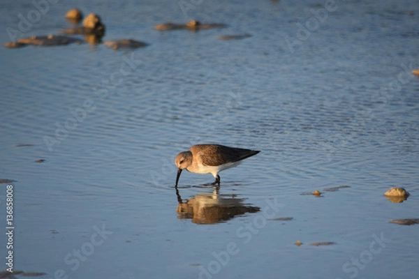 Fototapeta Wading Willet