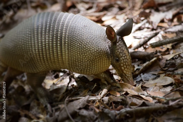 Fototapeta Young Armadillo