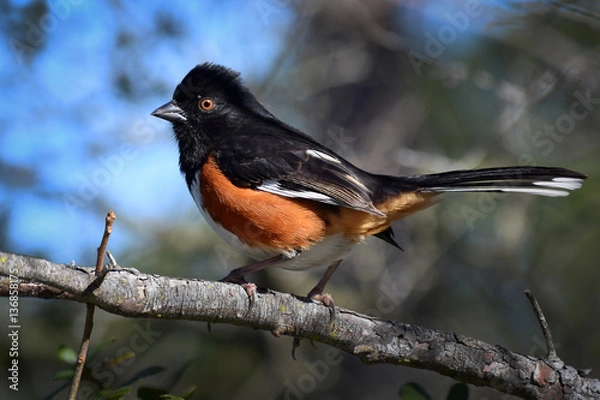Fototapeta Eastern Towhee