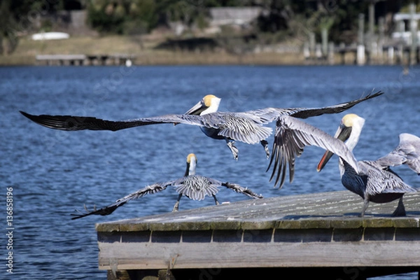 Fototapeta Pelican Takeoff