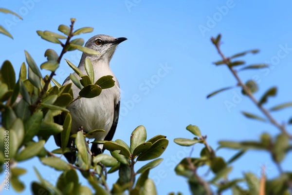 Fototapeta Mockingbird