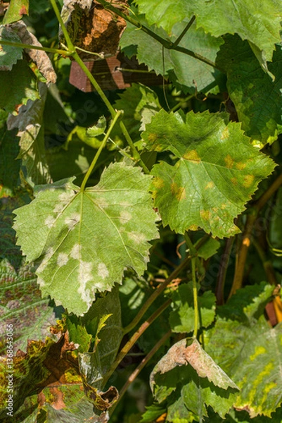 Obraz Plasmopara viticola simptoms