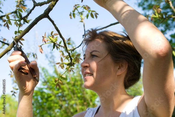 Obraz la taille des arbres