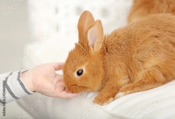 Fototapeta Hand of little child playing with cute rabbit at home