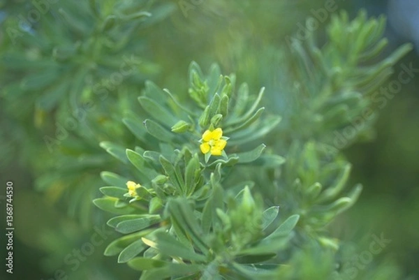 Obraz Suriana maritima - Bay Cedar
