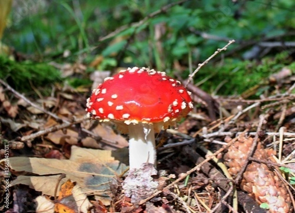 Fototapeta Roter Pilz