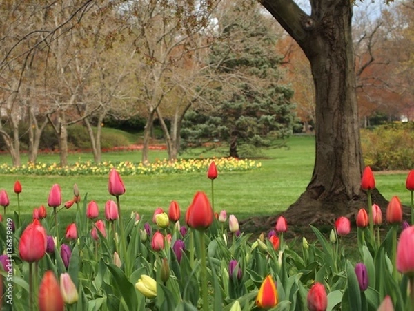Fototapeta urban community garden park in Baltimore Maryland. Annual tulips and blooming springtime trees. An idyllic location in the heart of the city