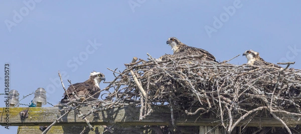 Fototapeta An Osprey And Its Young At The Nest