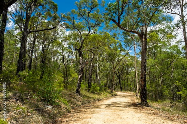 Obraz Blue Mountains Eucalyptus Forest at "Euroka" Australia. Sandy path and gnarly, exotic trees.