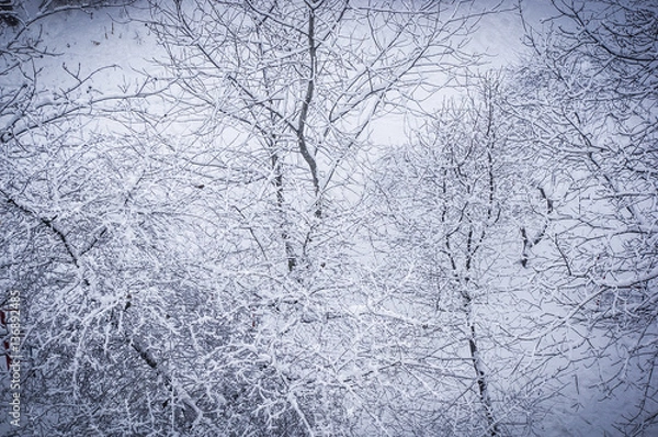 Obraz winter landscape - trees in frost